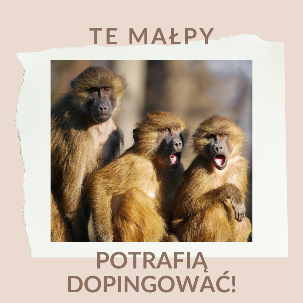 TE MAŁPY POTRAFIĄ MOTYWOWAĆ